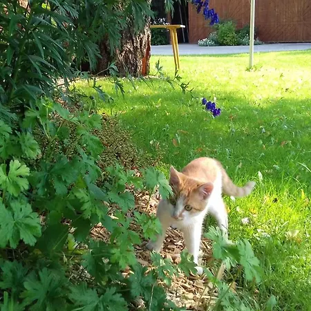 Zwickelreith * Goestling an der Ybbs