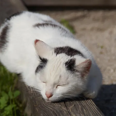 Zwickelreith Göstling an der Ybbs