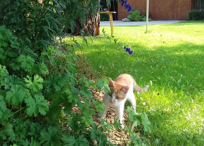 Zwickelreith * Göstling an der Ybbs