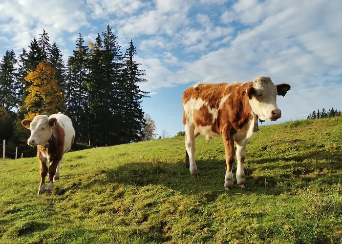 Zwickelreith Ferienhaus