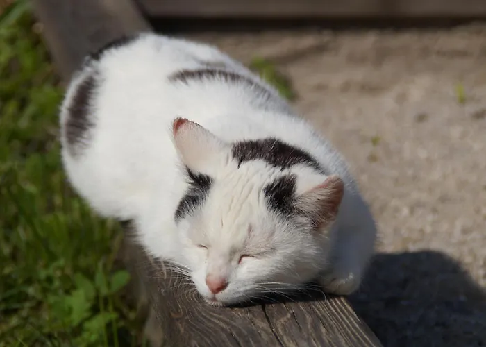 Zwickelreith Göstling an der Ybbs